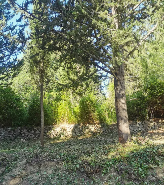 Après : sous-bois dégagé, arbres conservés et muret visible