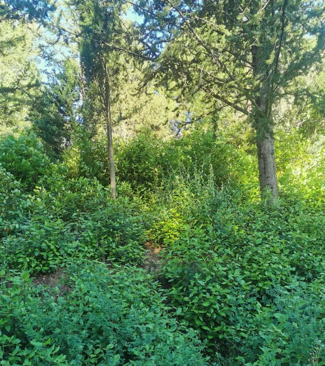 Avant : sous-bois envahi de broussailles